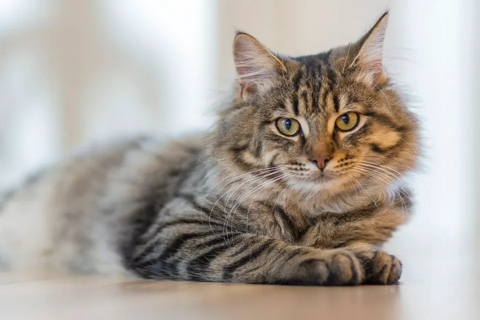 猫咪洗护