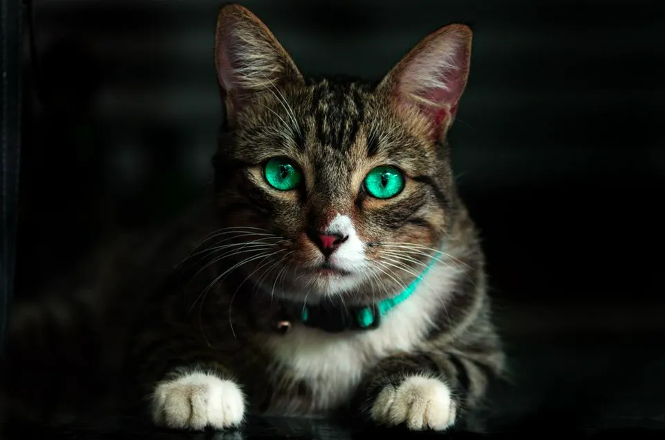 猫咪基础梳理